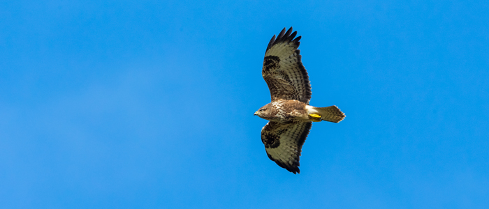 Hawk in flight