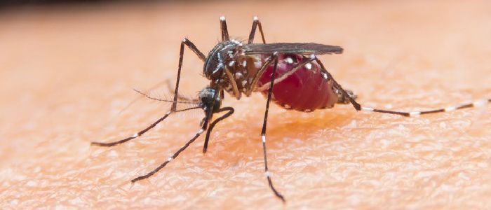Close-up photograph of a mosquito on skin