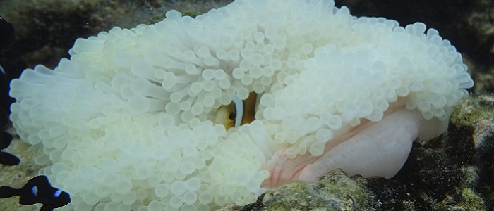 Juvenile clown fish and coral bleachin