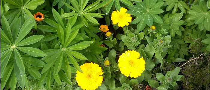 Flowers in teaching garden - 700x300