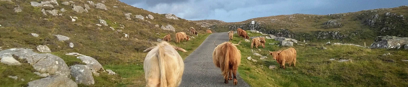 Harris Cows - 1400x300 - splash