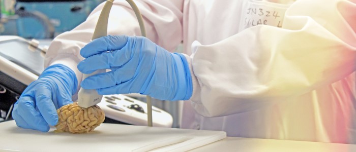 A person holds an ultrasonic probe over a pig's brain