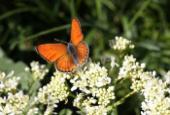 An orange butterfly landings on white flowers 