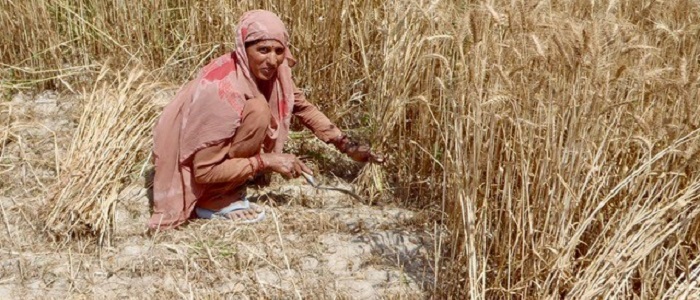 Wheat Harvest, at Dabli vas Chugta, Rajasthan, India. Photo: Jennifer Bates, University of Pennsylvania, 2012. 