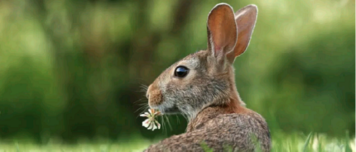 Image from Dimitra Fimi