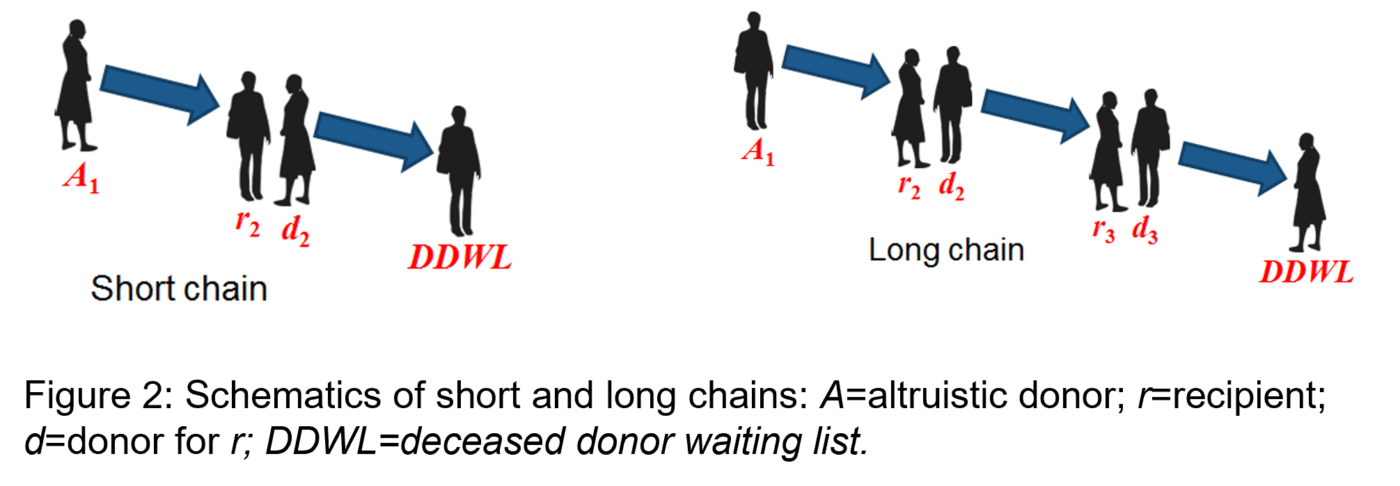 Short and Long Chain Kidney Exchange