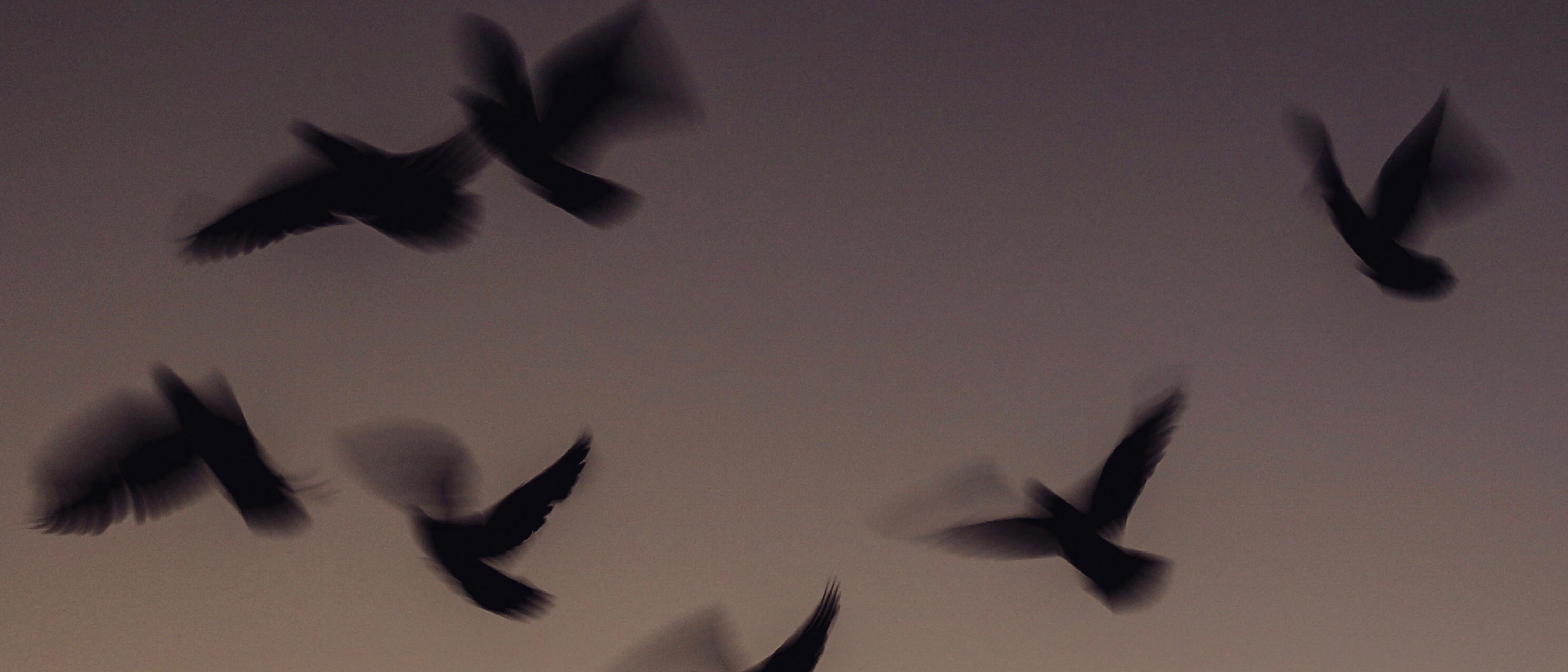 Image from Green Bothy Society - free to use - Image credit Ade Tunji