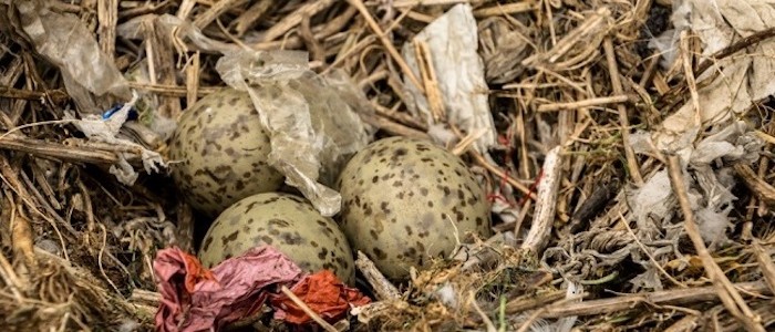 Image of nest with eggs and plastic debris
