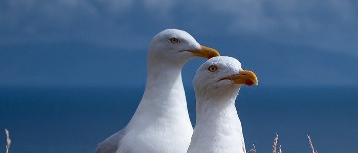 Image of two seagulls