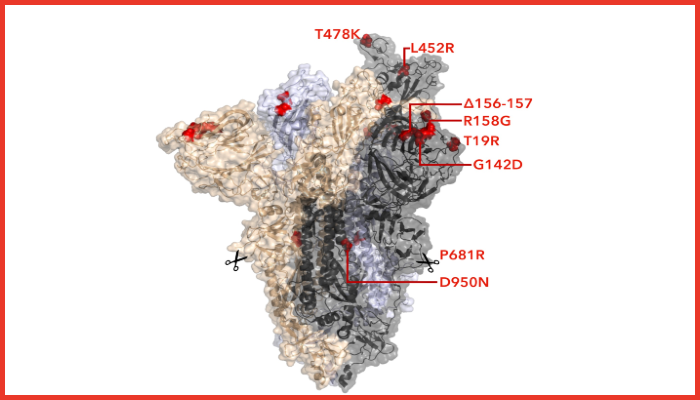 Figure 2 - Spike protein structure showing key B.1.617.2 mutations