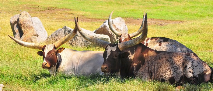 Image of cattle lying in a grass field