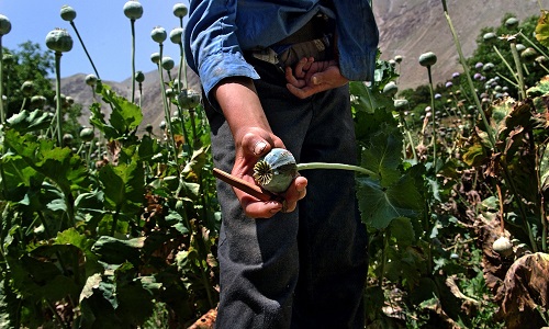 An Afghan man showing the seedhead of an opium poppy in a field of poppies. Image credit: UN Photo/UNODC/Zalmai. Published on Flickr | (CC BY-NC-ND 2.0) Photo ID 507016. 01/07/2005. Afghanistan. https://www.flickr.com/photos/un_photo/7216920538 https://creativecommons.org/licenses/by-nc-nd/2.0/