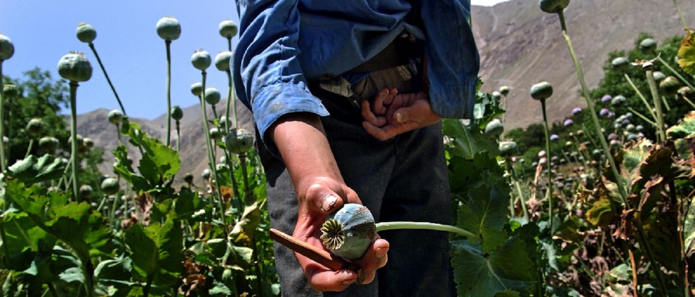 An Afghan man showing the seedhead of an opium poppy in a field of poppies. Image credit: UN Photo/UNODC/Zalmai. Published on Flickr | (CC BY-NC-ND 2.0) Photo ID 507016. 01/07/2005. Afghanistan. https://www.flickr.com/photos/un_photo/7216920538 https://creativecommons.org/licenses/by-nc-nd/2.0/