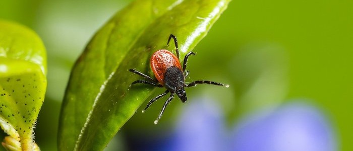 Image of an Ixodes Ricinus Tick on a leaf