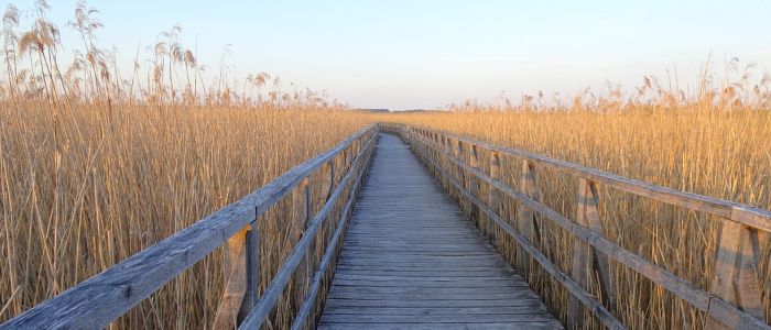 A wooden boardwalk cutting through a field