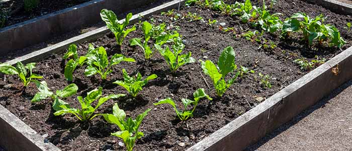 Lots of small plants growing in a raised bed of soil Source: Tony Baggett Publisher: Istockphoto Link: https://www.istockphoto.com/photo/organic-raised-garden-bed-of-cabbage-vegetables-and-salad-leaves-gm1362087169-434192016?clarity=false