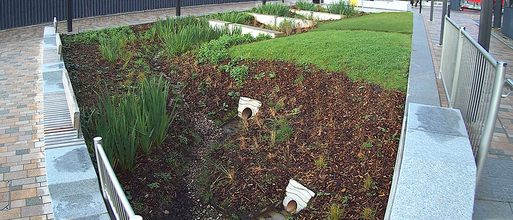 plants used for sustainable drainage