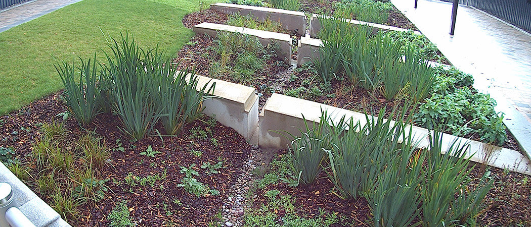 plants used for sustainable drainage