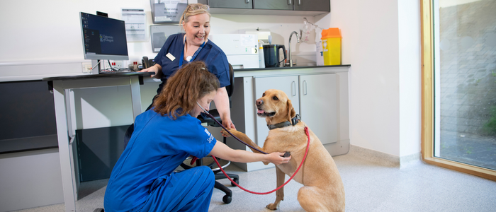 Two vets shaking hands with a happy dog as they take the heart rate with a stethoscope
