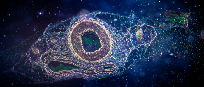 An enlarged microcell