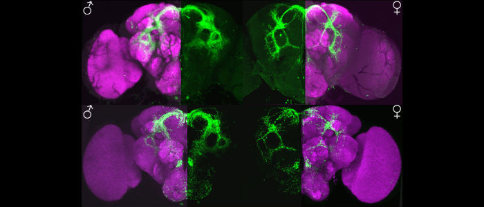 Fluorescent microscopic bioimage of four fly brains