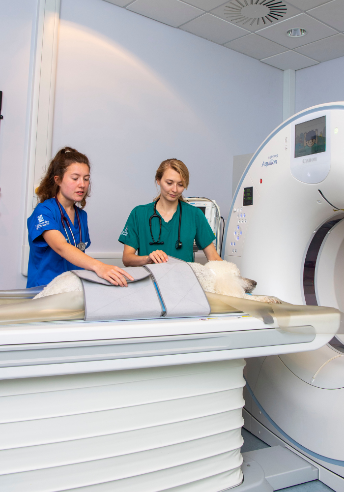 A student and a clinician give a dog a CT Scan at the Small Animal Hospital