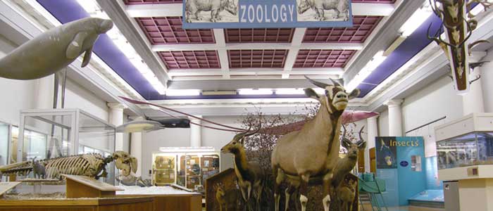 Antelope and other animals on display in the Zoology Museum