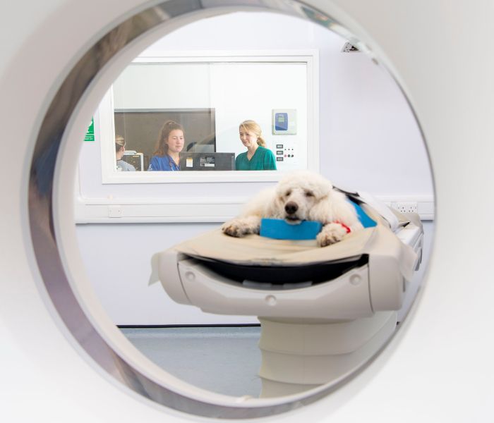 An unconscious dog going through a CT