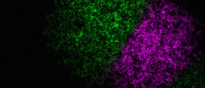 Two influenza A viruses, one labelled magenta and one labelled green, have spread rapidly across this sheet of cells, but are unable to cross into each other’s territory. •	Image credit: Anna Sims, MRC-University of Glasgow Centre for Virus Research