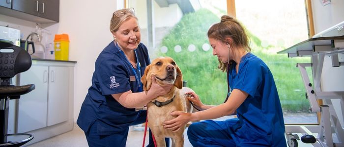 A student and clinician examine a dog in the consultation rooms at the Small Animal Hospital