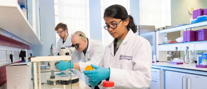 Three students in a biology lab looking at specimens through a microscope