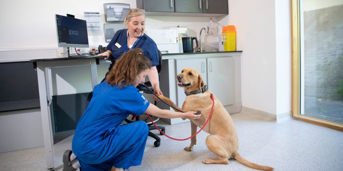 A student nurse and vet taking a dog's heartrate with a stethoscope 