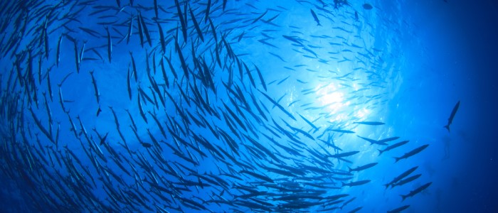 Barracuda fish in the ocean