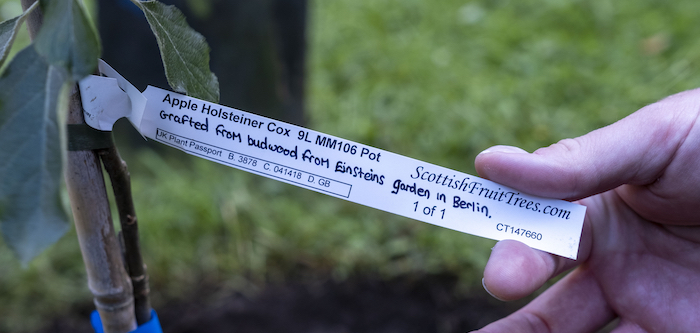 A tag on the cutting of the apple tree taken from Einstein's summer home and planted at the University of Glasgow