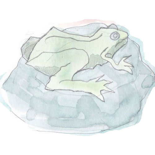 A frog sitting on a rock