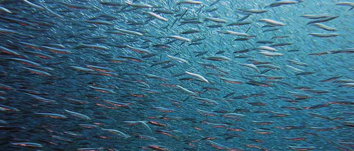 Image of a shoal of fish