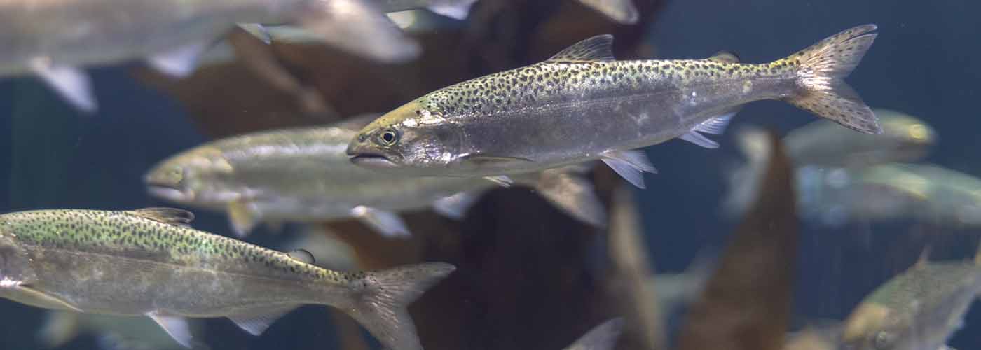 Image of young salmon shoal