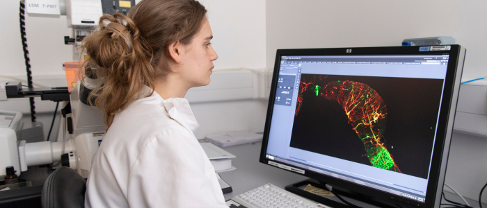 Female researcher looking at a fly gut and remaining vasculature on a computer screen