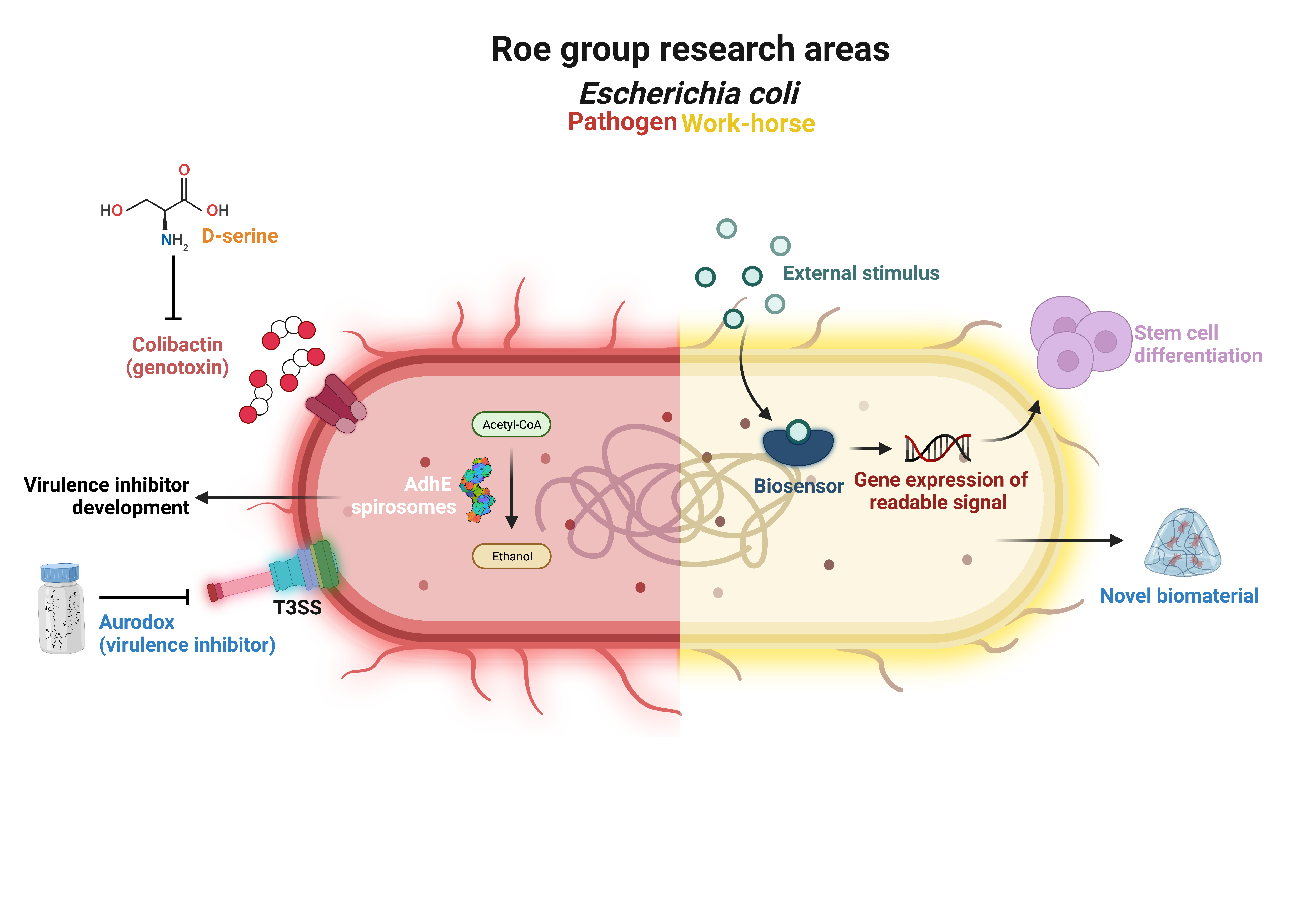 Graphic showcasing Roe group research areas comparing the work on E.coli as a pathogen & E.coli used as a workhorse