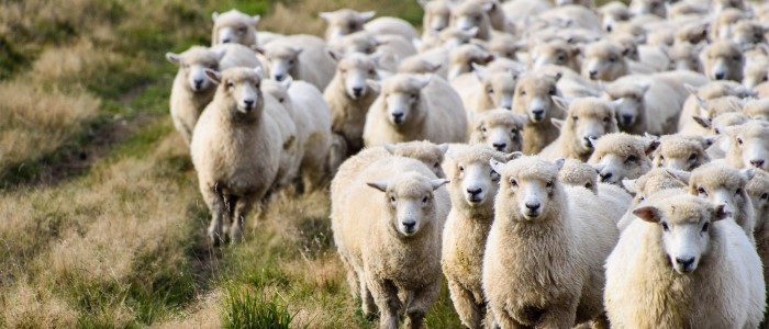 Image of sheep outdoors on a farm